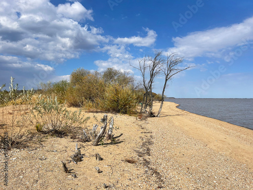 Shrubs and trees on the shore of Lake Khanka. Russia, Primorsky Krai © irinabal18