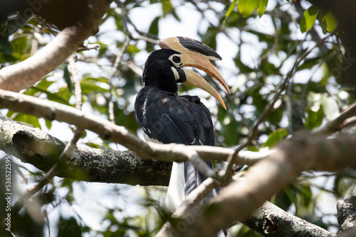 A beautiful malabar hornbill perched on a branch and looking for its partner. © Migara