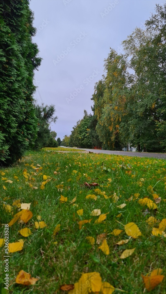 Fototapeta premium Autumn in the village. Green and yellow tree leaves and grass