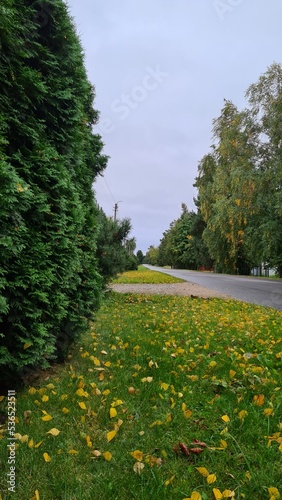 Autumn in the village. Green and yellow tree leaves and grass