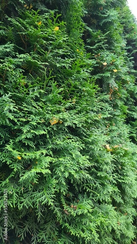 Thuja - a plant that is green all year round
