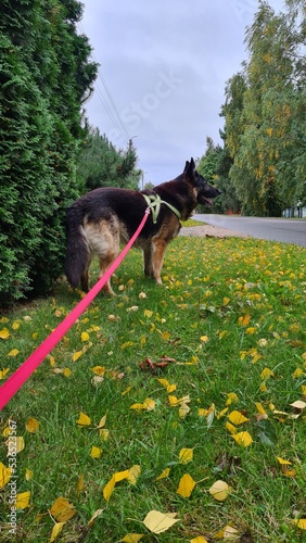 German shepherd goes for a walk