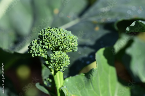 Tender-stem sprouting broccoli growing in the sun