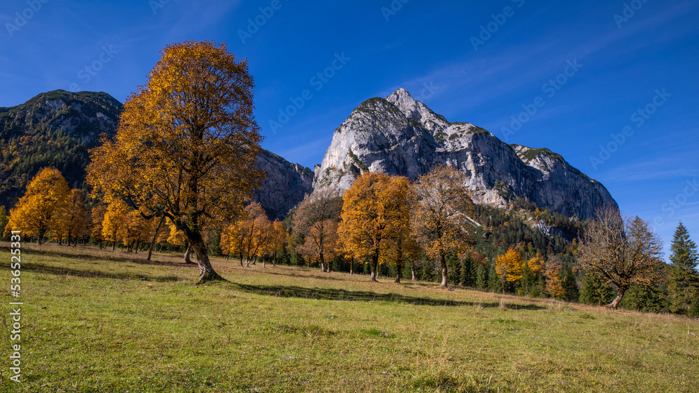 Bäume im Herbst im Hintergrund die Berge Bäume im Herbst im Hintergrund die Berge