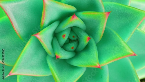 Succulent Echeveria agavoides Ebony, top view clos up shot, slowly spinning, Fibonacci golden ratio concept