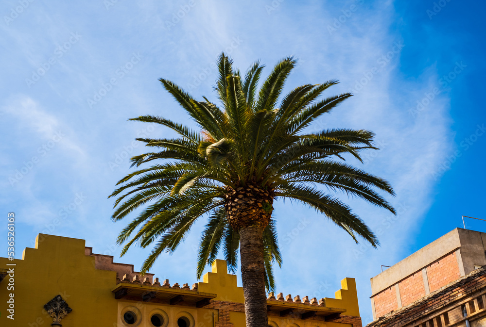 Building, palm trees and a sunny blue sky Building, palm trees and a sunny blue sky