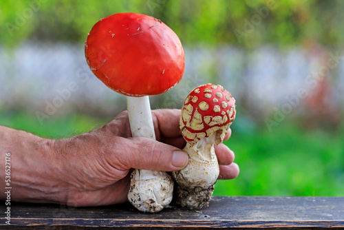 Obraz na plátně A man is holding a poisonous mushrooms