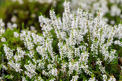 White heather (Calluna vulgaris) in the garden.