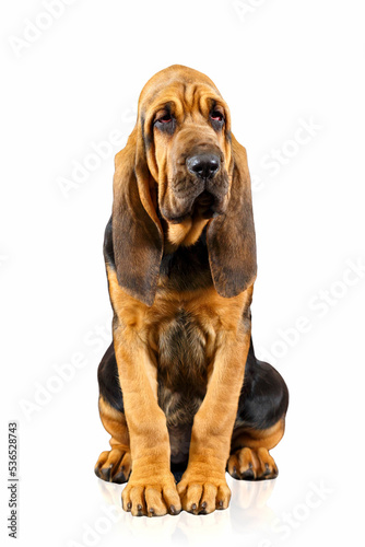 Brown bloodhound puppy sitting and looking at the camera. Isolated on white background photo