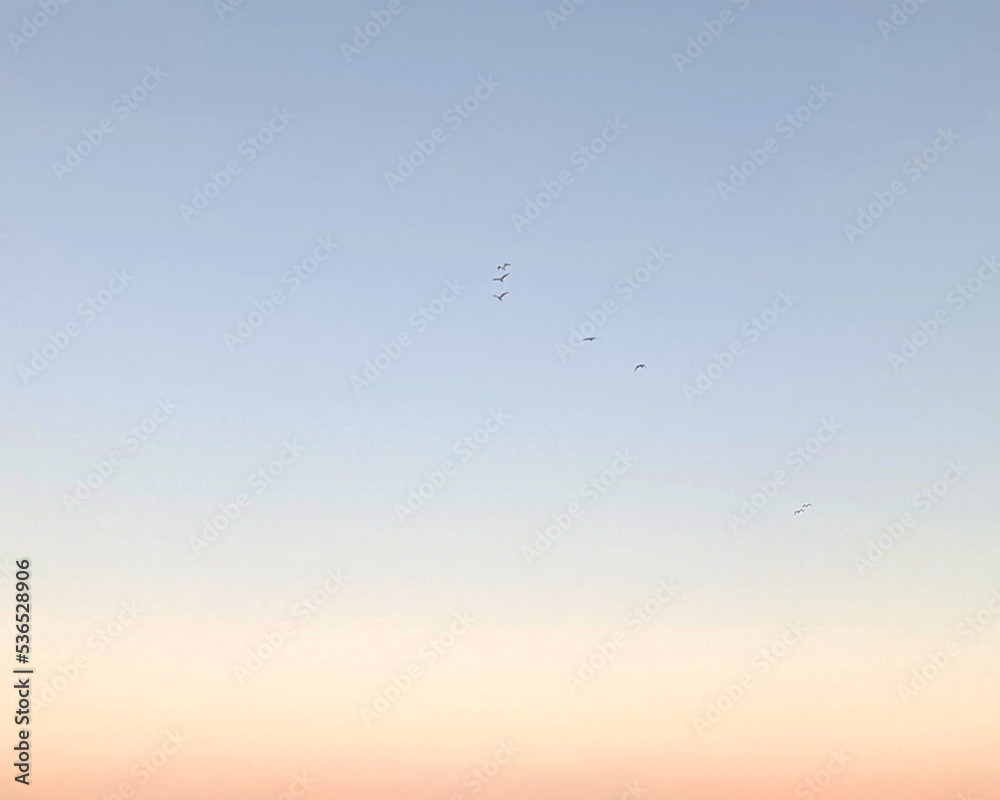 Sky is pale blue pink, with birds, no clouds, clear sky. High quality photo