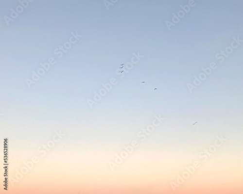Sky is pale blue pink, with birds, no clouds, clear sky. High quality photo © Маргарита Арешникова