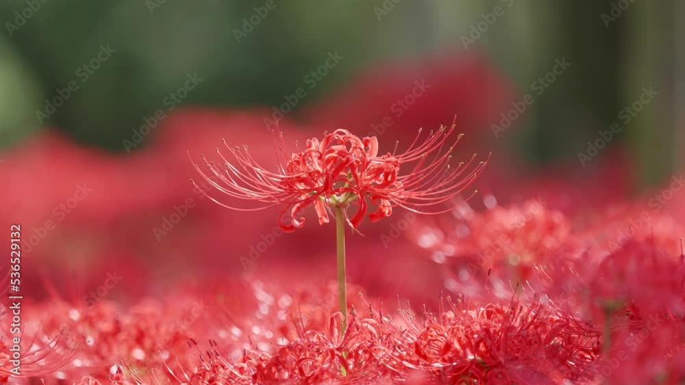 Red Lycoris radiata spider lily magic lily equinox flower or higanbana swaying in wind in sunny autumn day, beautiful flower forest in backlit 4k video, close up b roll shot. Red Lycoris radiata spider lily magic lily equinox flower or higanbana swaying in wind in sunny autumn day, beautiful flower forest in backlit 4k video, close up b roll shot.