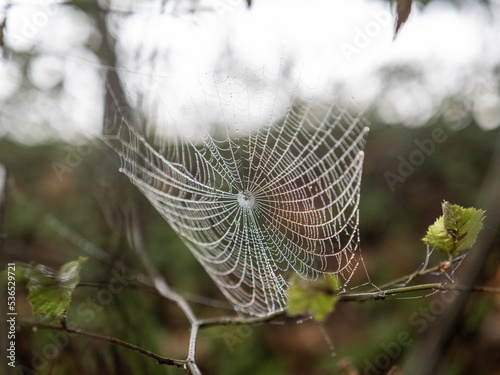 spiderweb in the fog in forest