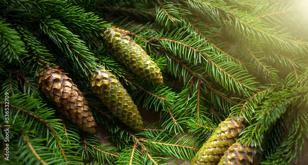 Christmas background with fir branches and cones. Green branches of spruce. Green Christmas greeting background.Natural forest spruce. Christmas background with fir branches and cones. Green branches of spruce. Green Christmas greeting background.Natural forest spruce.