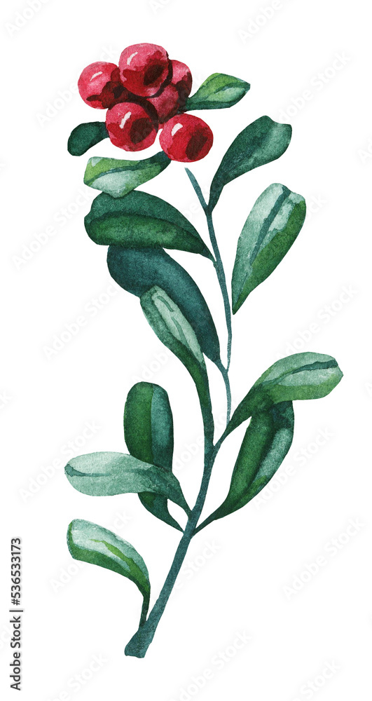Watercolor cranberry branch. Cut out hand drawn PNG illustration on