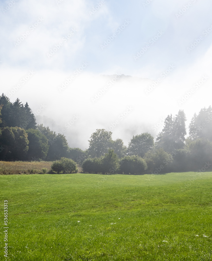 forest in the fog in sunshine forest in the fog in sunshine