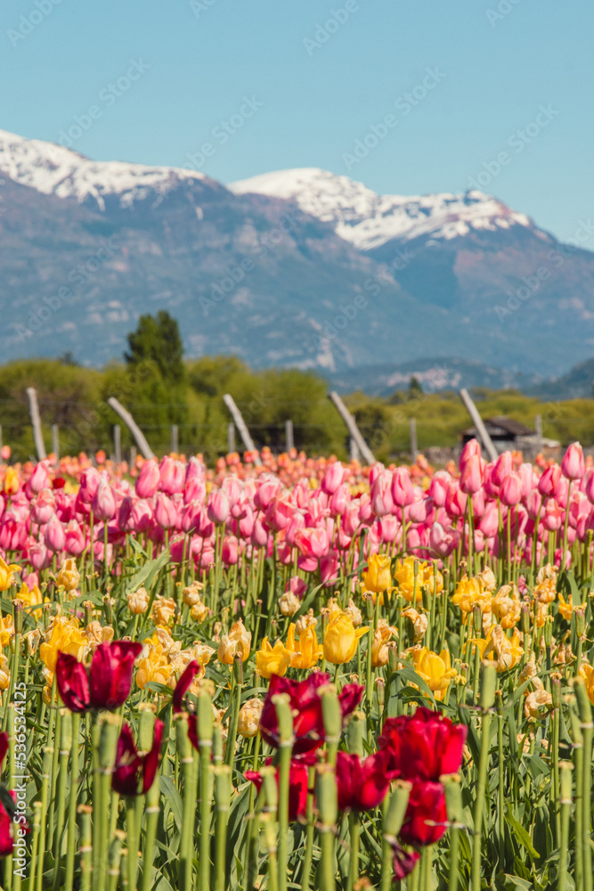 Obraz premium TULIPANES