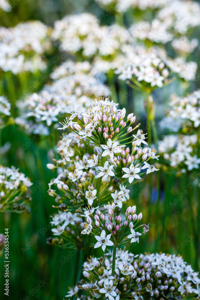 Fragrant onion( lat. allium tuberosum Rottler ex Sprengel ) is a perennial herbaceous plant of the Onion family ( Alliaceae) Fragrant onion( lat. allium tuberosum Rottler ex Sprengel ) is a perennial herbaceous plant of the Onion family ( Alliaceae)