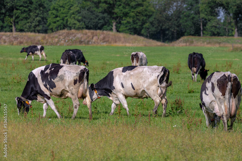 Black and white Dutch cows standing and nibbling fresh grass on green meadow, Typical summer polder landscape in Holland, Open farm with dairy cattle on the field in countryside of Netherlands.