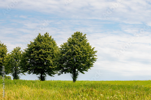 Sloped hill with grass meadow and trees under blue sky and white fluffy clouds, Summer countryside landscape with hills or dike and green field in Netherlands, Nature background.