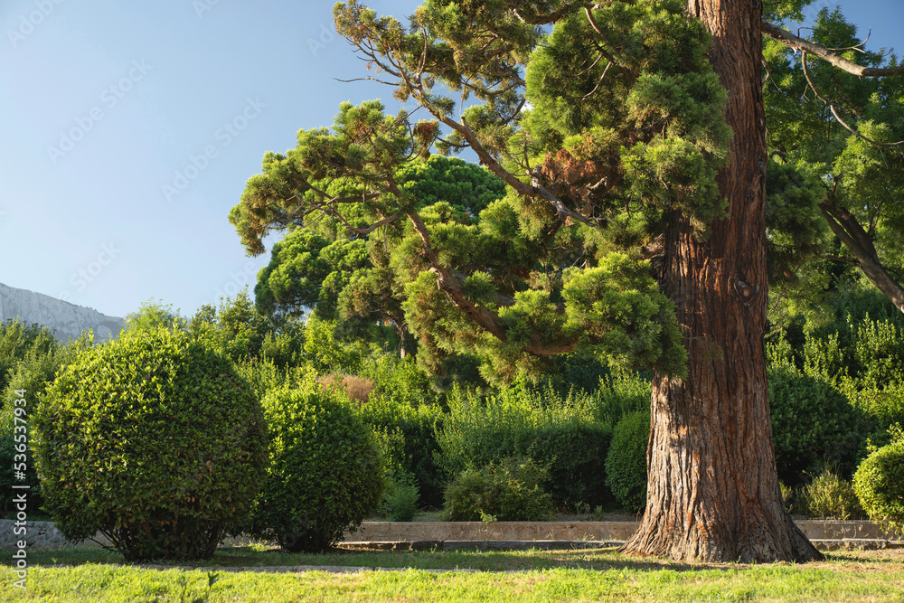 A park area with neatly trimmed well-groomed trees in the form of spheres, a green lawn and a large pine tree with cracked brown bark in the sun against the blue sky. A park area with neatly trimmed well-groomed trees in the form of spheres, a green lawn and a large pine tree with cracked brown bark in the sun against the blue sky.