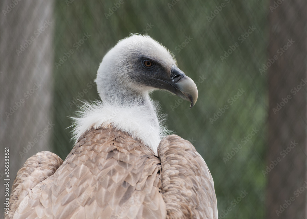 Eurasian griffon vulture. Portrait. Bird watching Eurasian griffon vulture. Portrait. Bird watching