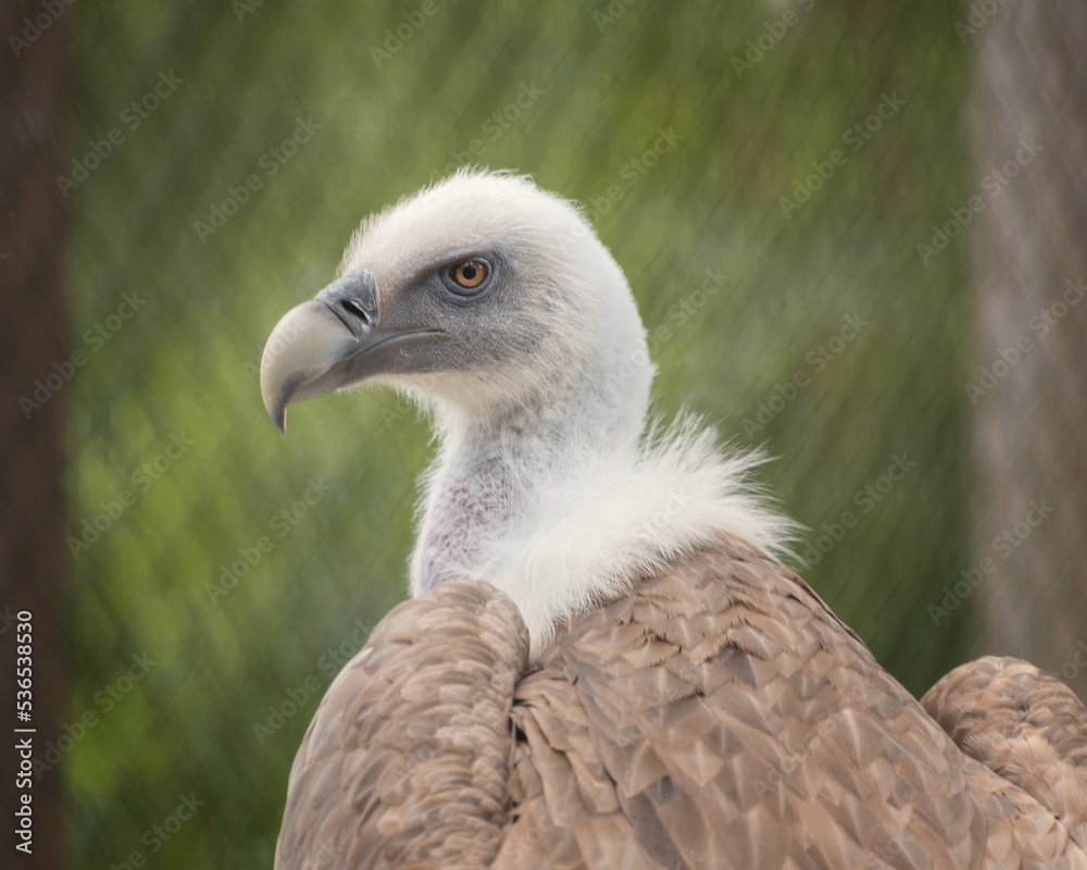 Eurasian griffon vulture, Gyps fulvus. Portrait Eurasian griffon vulture, Gyps fulvus. Portrait