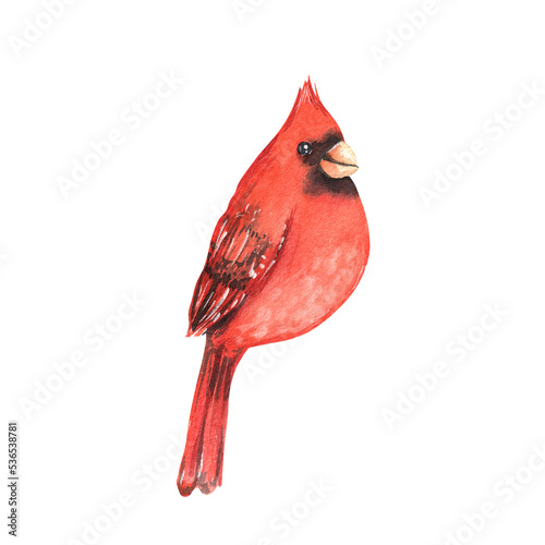 Принти на полотні Cardinal red bird sketch
