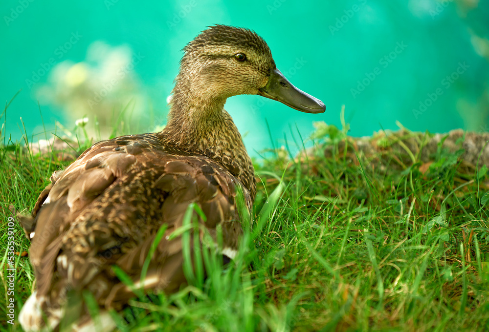 Duck on Bled lake beach Duck on Bled lake beach