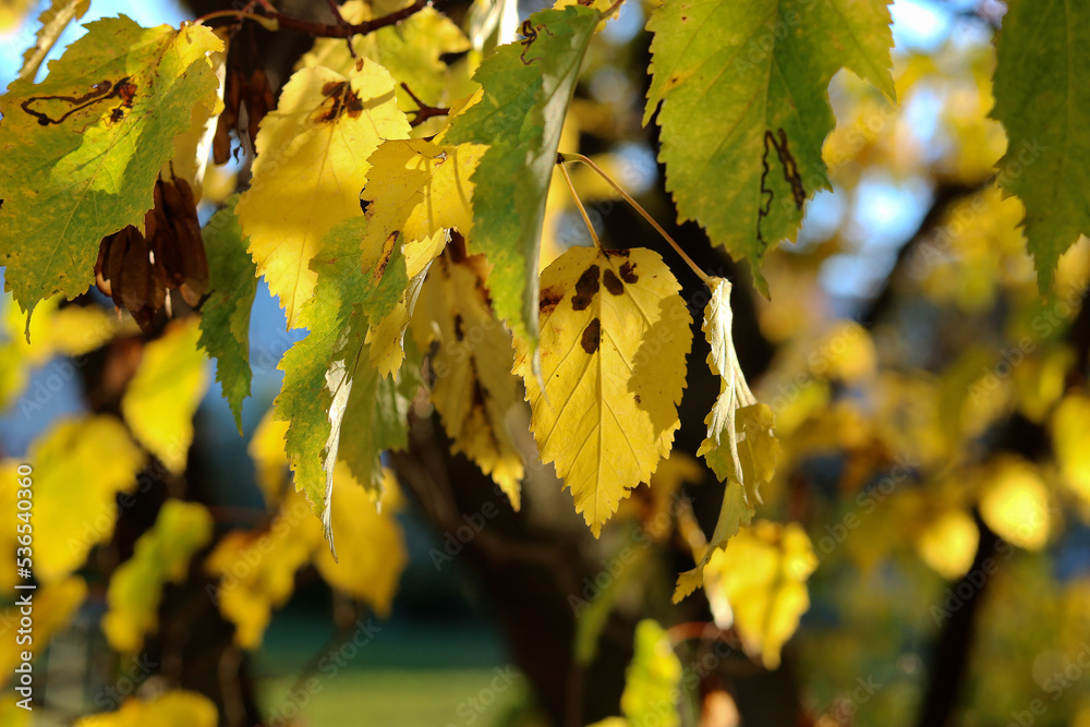 Autumn background with colorful leaves on a tree in sunny weather Autumn background with colorful leaves on a tree in sunny weather