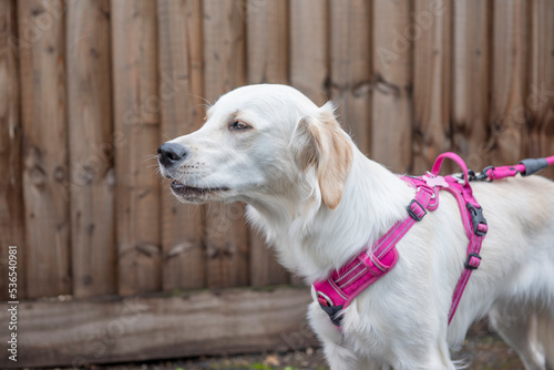 Young retriever dog wearing a pink harness barking at something in the distance 