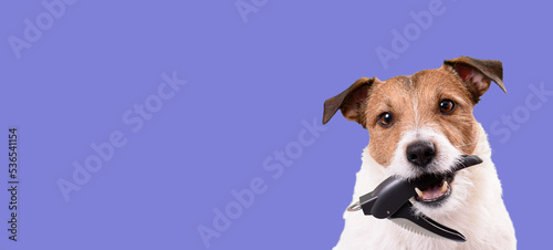 Dog grooming background with small dog holding nail clipper in mouth