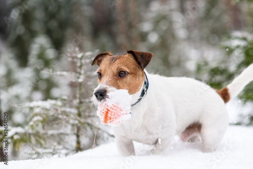 Active dog playing fetch game with toy in deep snow outdoors