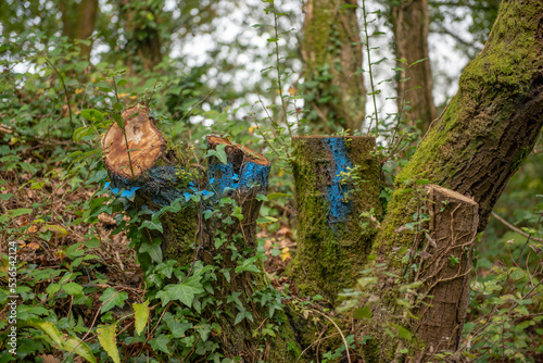 Tree stumps that have recently been marked with blue paint and cut down in a forest setting