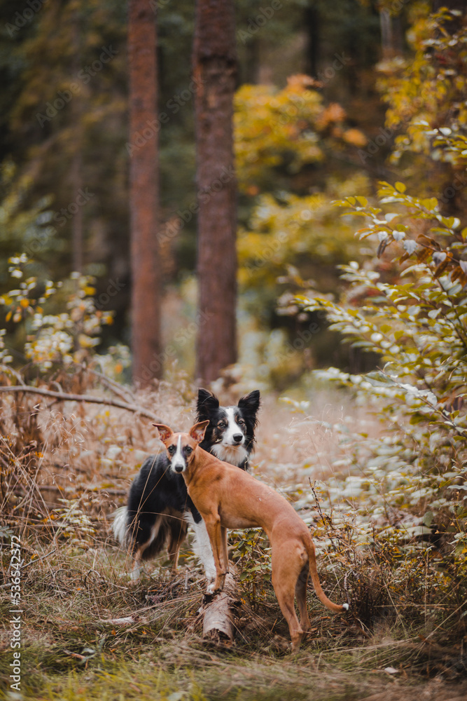Border Collie i chart angielski whippet jesienią w lesie
