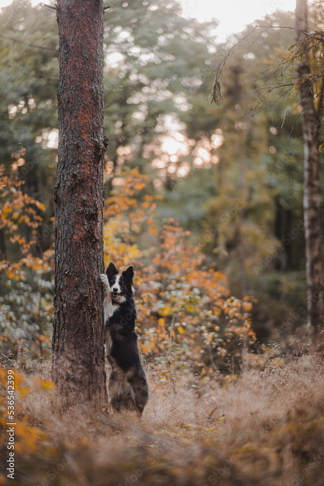 Border Collie opiera się przednimi łapami o drzewo