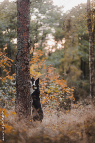 Obraz na płótnie Border Collie opiera się przednimi łapami o drzewo w salonie