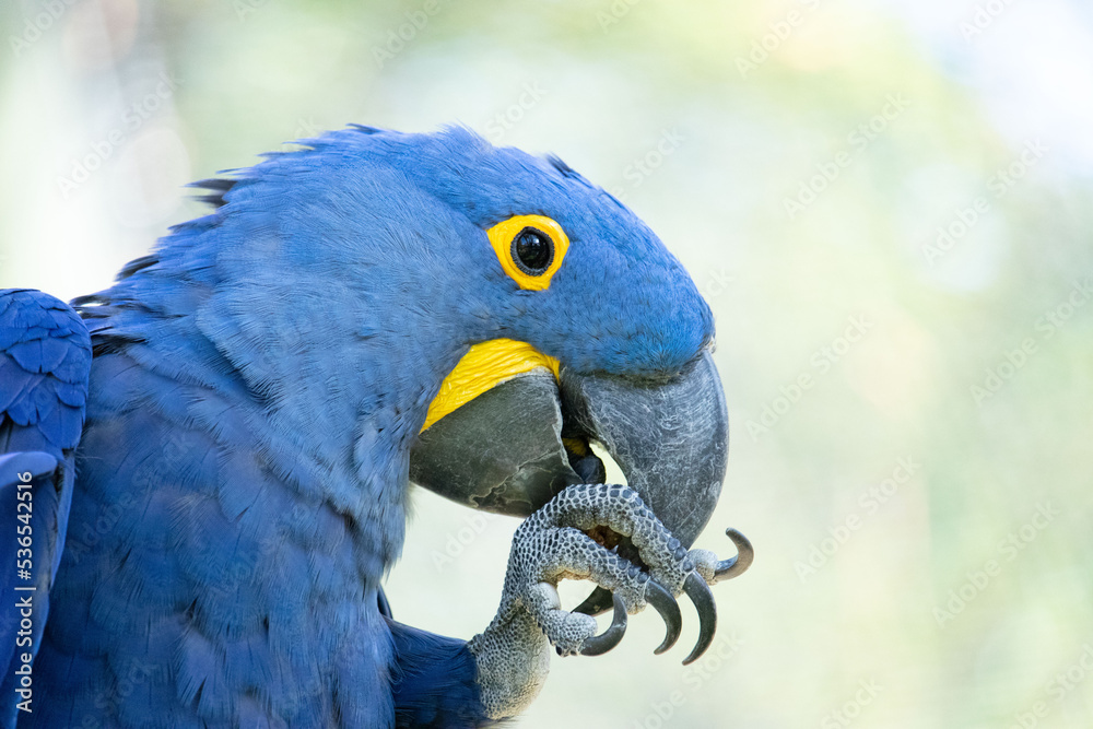 Obraz premium Hyazinth-Ara