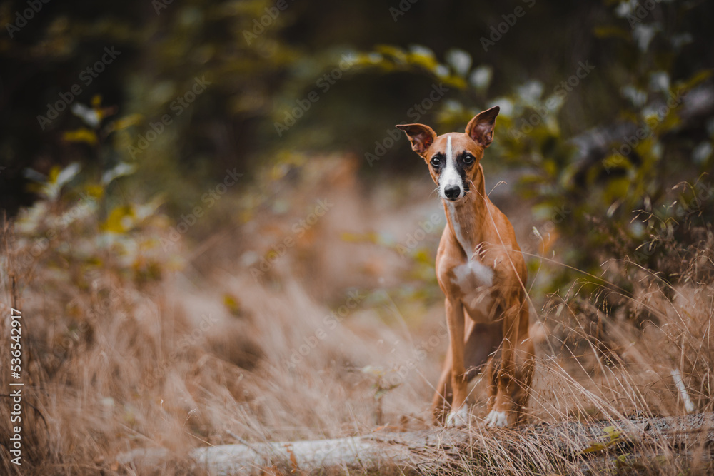Chart angielski whippet pozuje do zdjęcia w jesiennym lesie