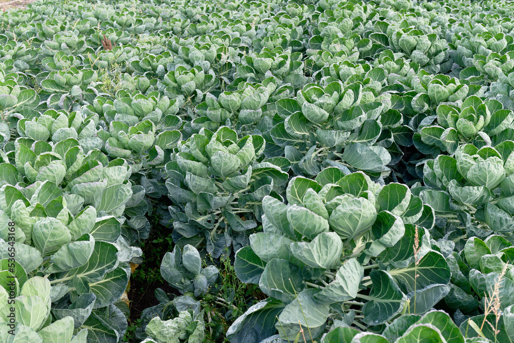 Agriculture, food production of vegetables: field with rows of cabbages Agriculture, food production of vegetables: field with rows of cabbages