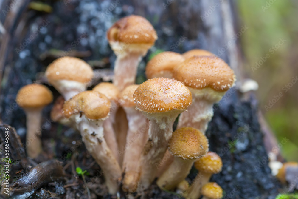 Edible honey mushrooms grow on an old stump. Edible honey mushrooms grow on an old stump.