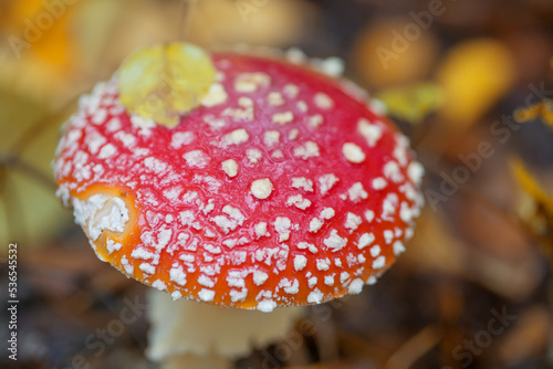 The red fly agaric grows in its natural environment. Fly agaric in nature.