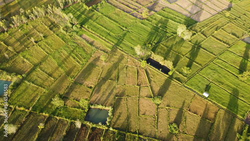 Image of beautiful Terraced rice field in water season and Irrigation from drone,Top view of rices paddy field,nan,thailand