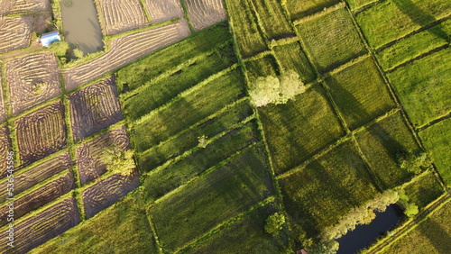 Image of beautiful Terraced rice field in water season and Irrigation from drone,Top view of rices paddy field,nan,thailand