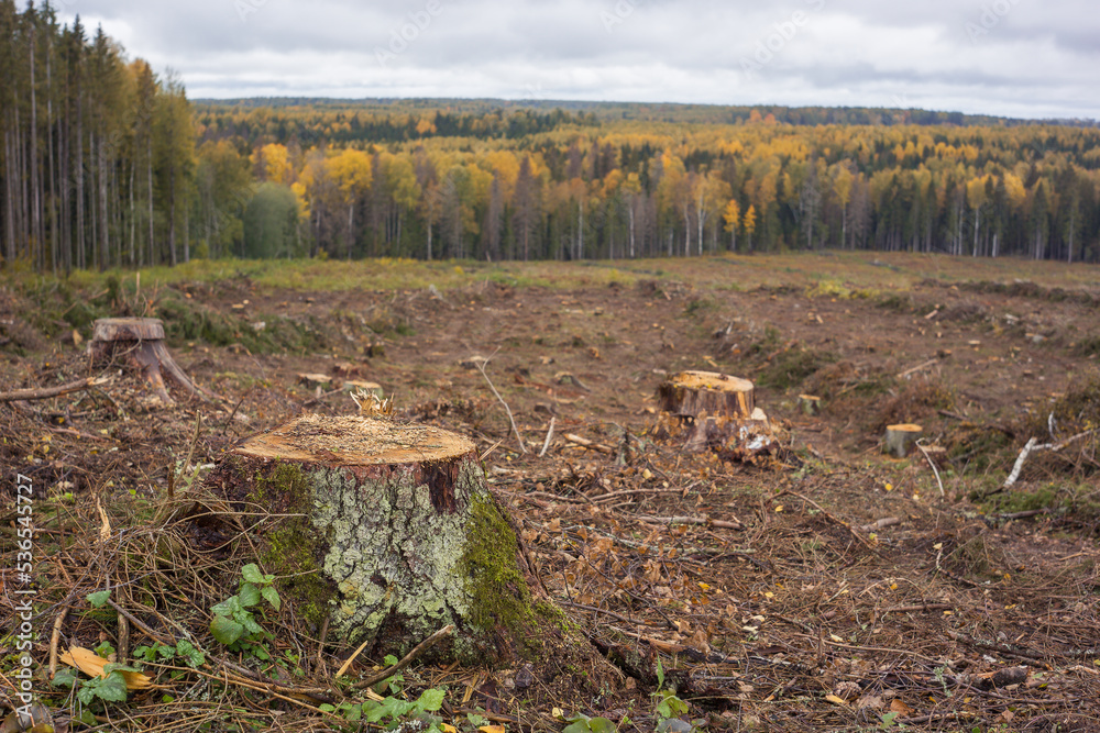Stumps in the place of the felled forest. Big cutting. Stumps in the place of the felled forest. Big cutting.