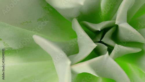 Succulent Echeveria Topsy Turvi, top view clos up shot, slowly spinning, Fibonacci golden ratio concept photo