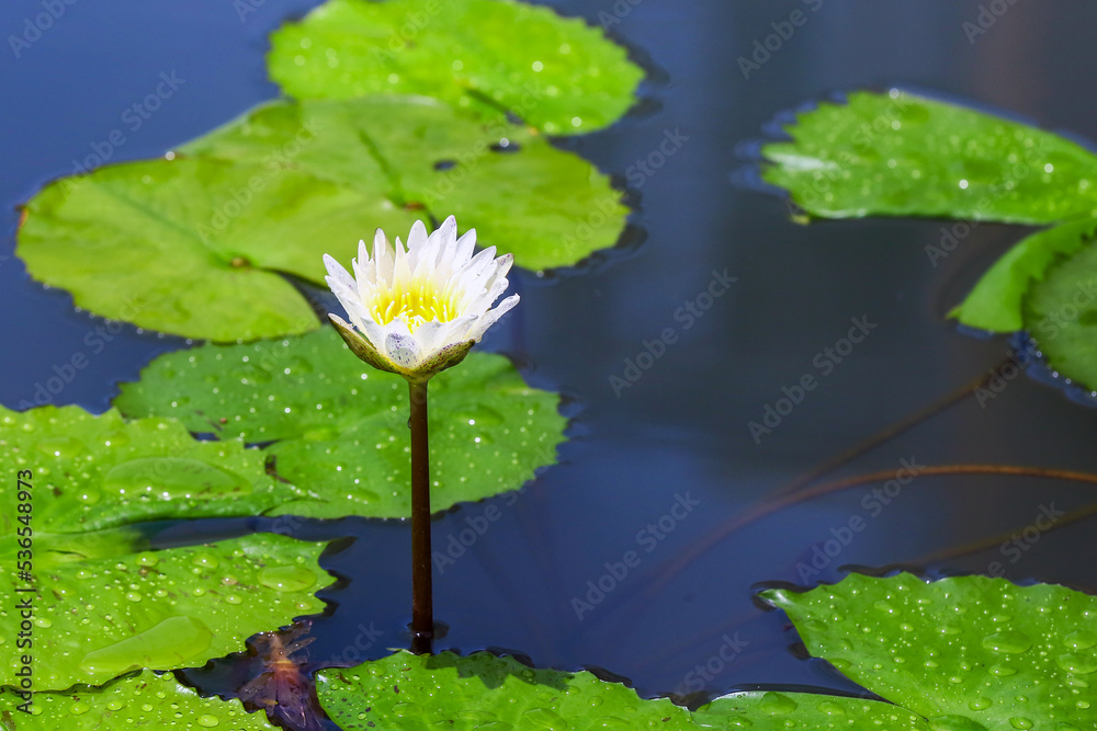 White lotus blooming in the pond and green lotus leaf with water droplets after rain White lotus blooming in the pond and green lotus leaf with water droplets after rain