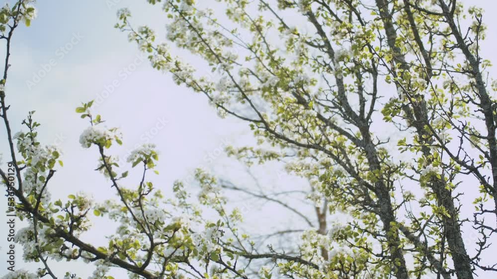 Spring apple flowers on apple branch trees blossom in the garden super slow motion. Apple blossom flower. Beautiful white flowers. Spring apple flowers on apple branch trees blossom in the garden super slow motion. Apple blossom flower. Beautiful white flowers.