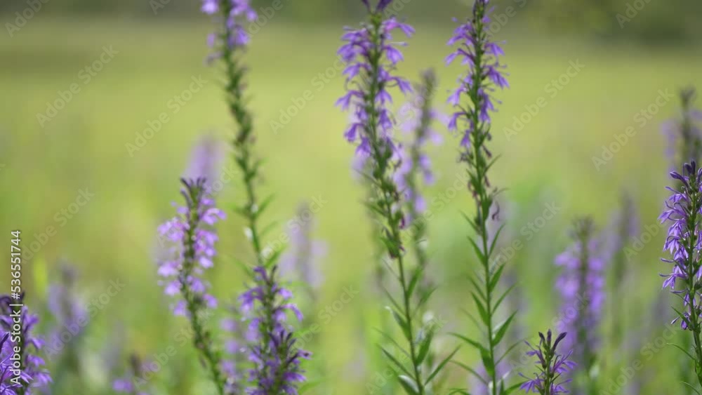 花の蜜を吸うスズメガ