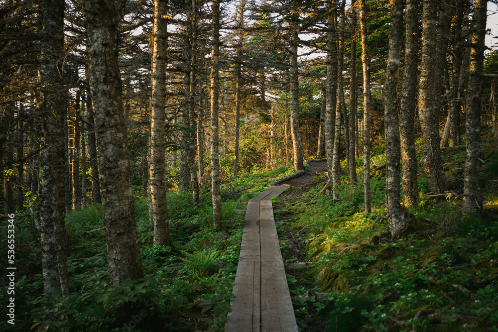 Fototapeta premium Trail through a beautiful forest, Outer Cove, Newfoundland and Labrador, Canada
